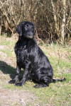Het wordt al een echte flatcoat